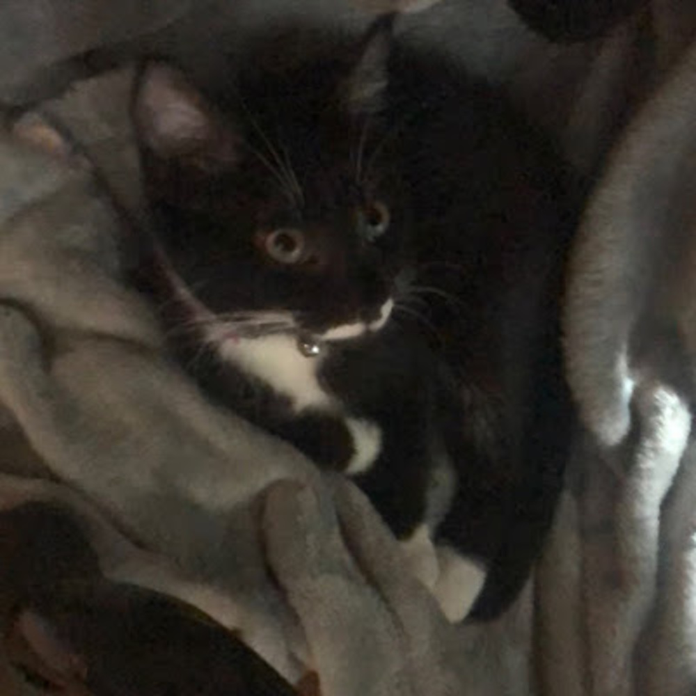 Meet your Posher, Morgan